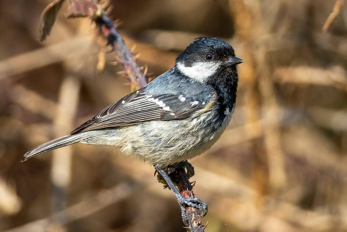 Coal Tit