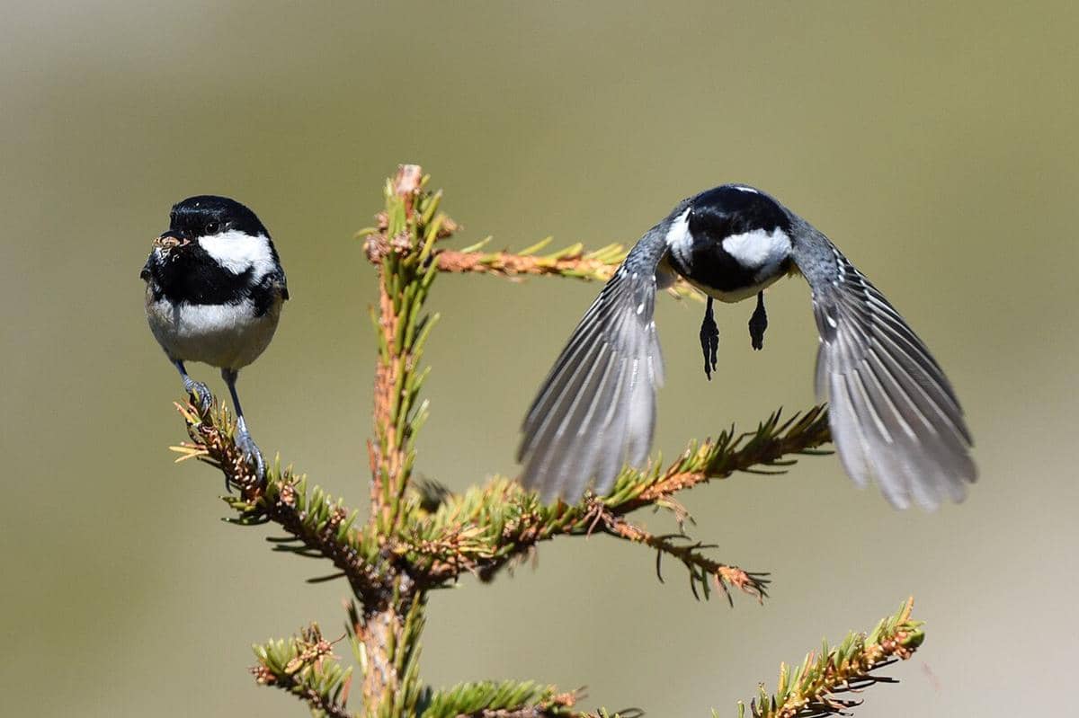 Coal Tit