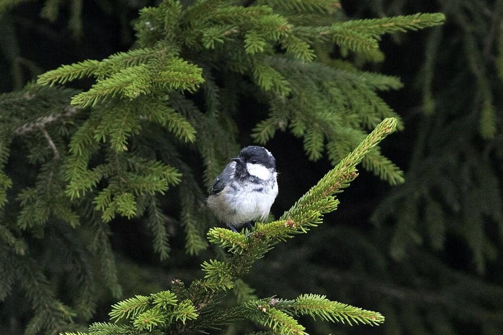 Coal Tit 