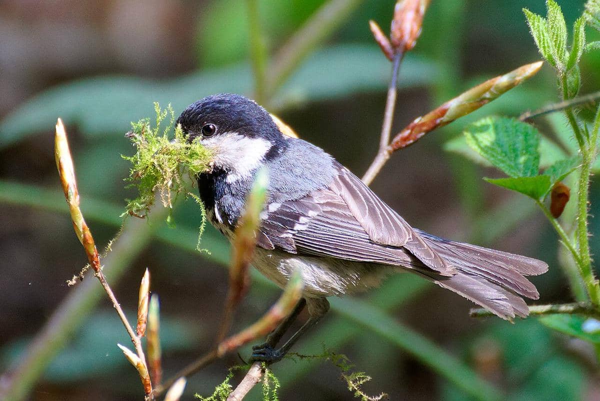 Coal Tit saat mengumpulkan material sarang