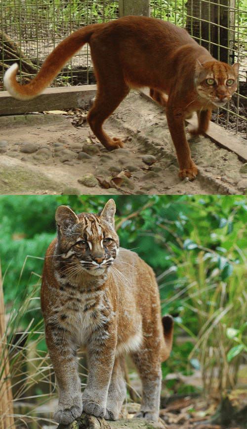 Potret kucing merah Kalimantan (atas) dan kucing emas Asia (bawah)