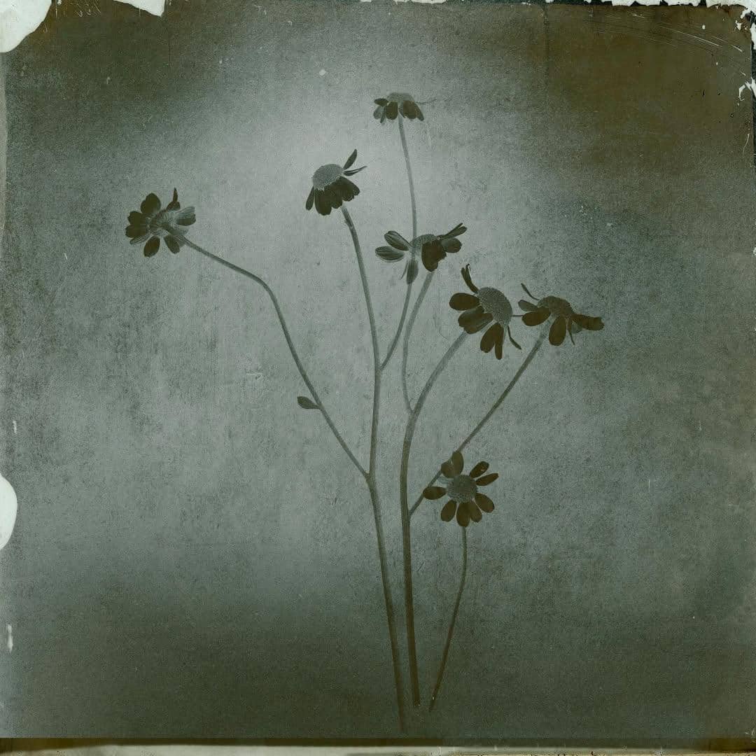 ilustrasi petal yang diunggah Ariana Grande