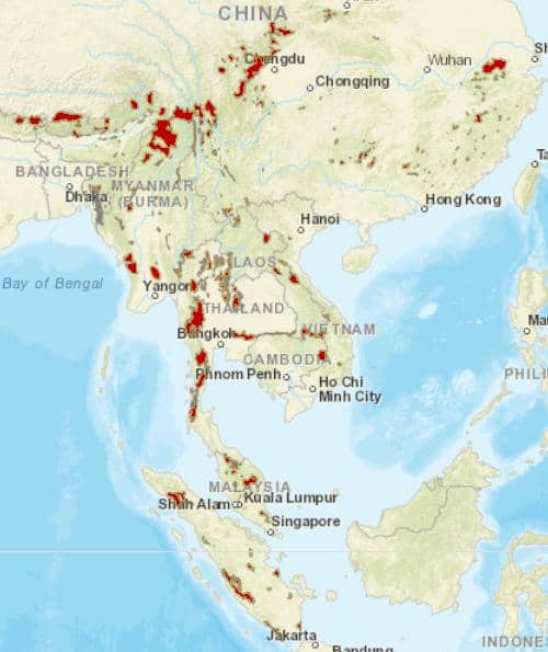 Wilayah persebaran kucing emas Asia