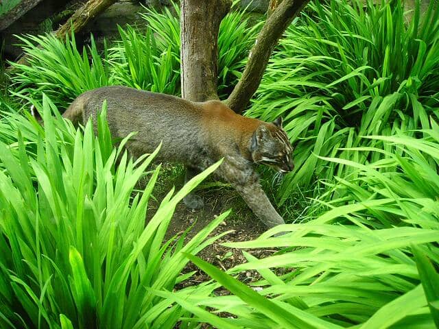 Kucing emas Asia