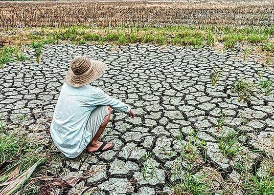 Kemarau, petani panen gagal