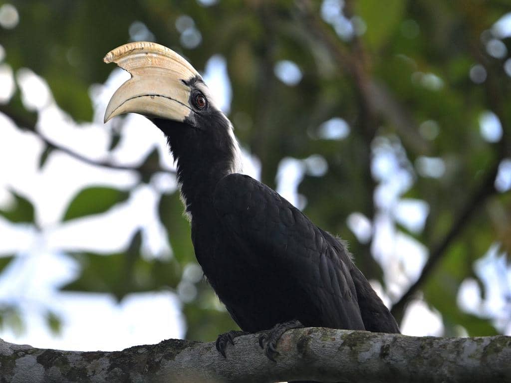 Burung Anthracoceros malayanus
