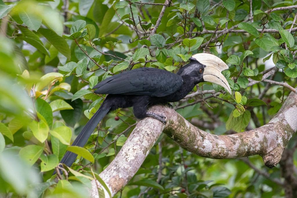 Burung Anthracoceros malayanus