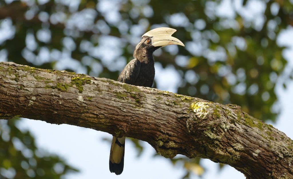 Burung Anthracoceros malayanus