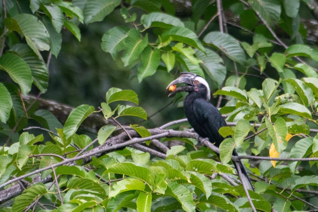 Burung Anthracoceros malayanus