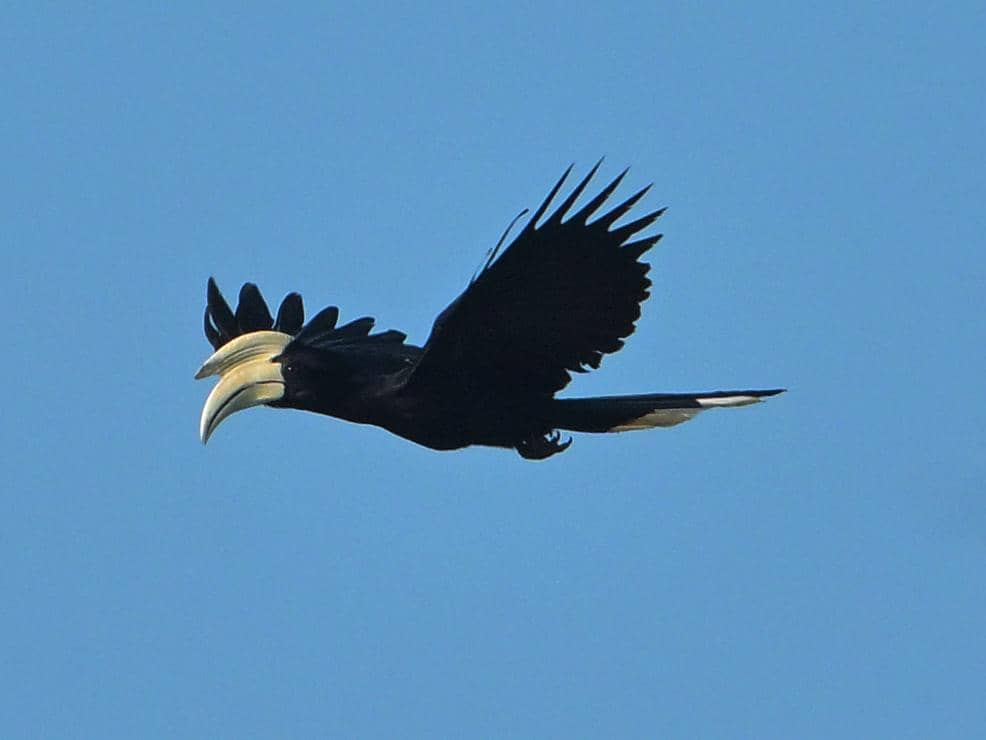 Burung Anthracoceros malayanus