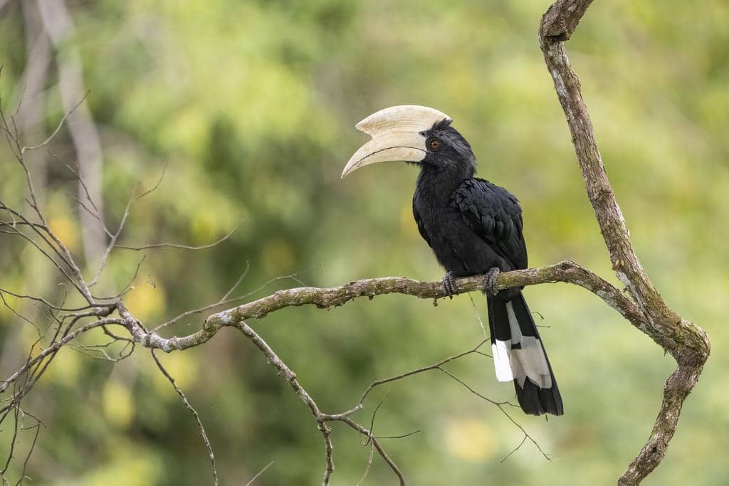 5 Fakta Black Hornbill, Kangkareng Hitam dengan Perilaku Menarik
