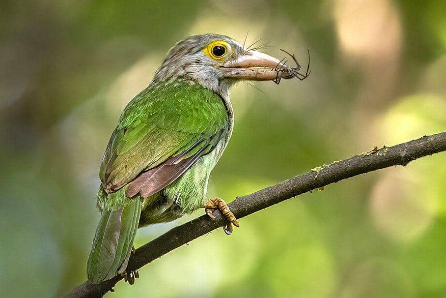 7 Fakta Takur, Burung Hijau yang Berjasa bagi Hutan Indonesia