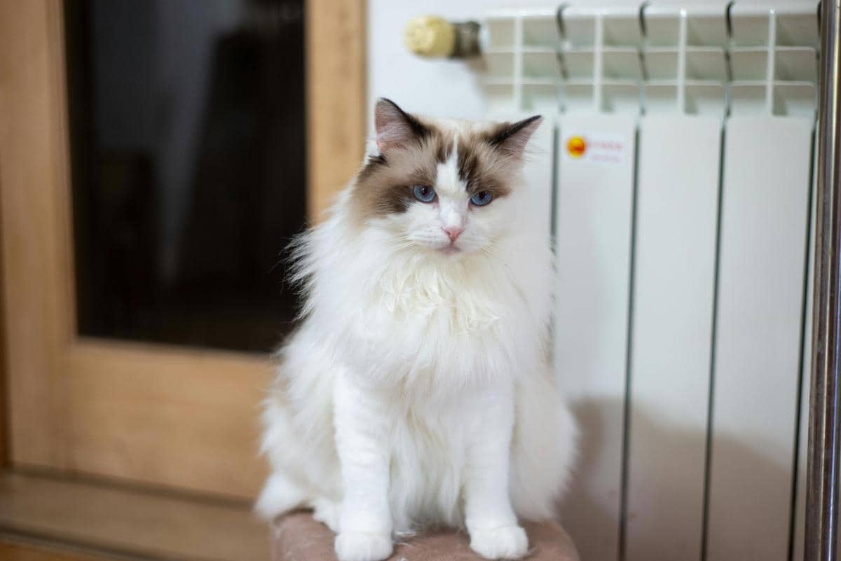 Kucing ragdoll