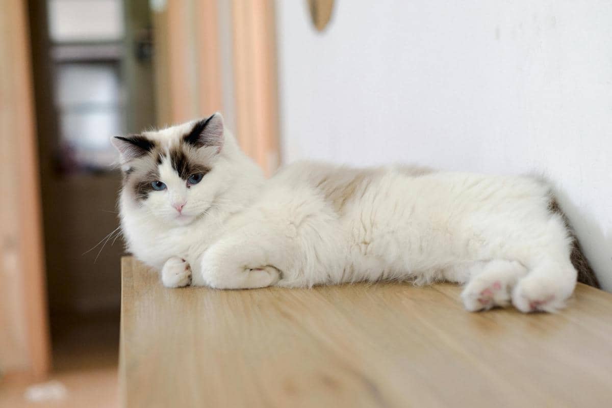 Kucing ragdoll