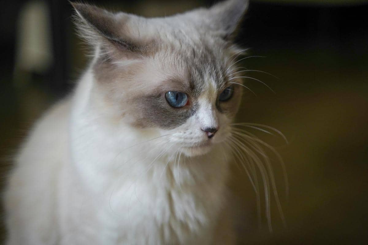 Kucing ragdoll