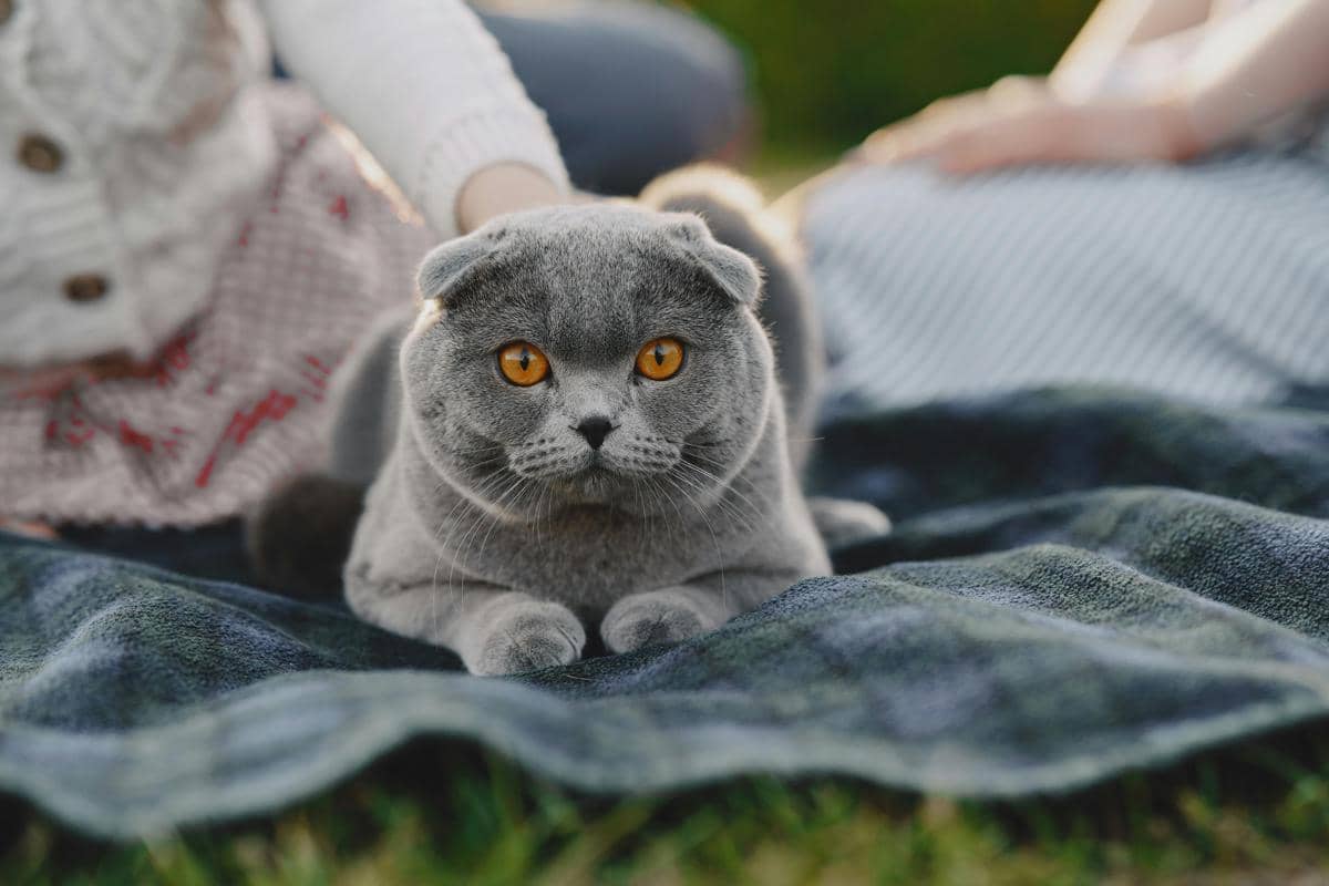 Mengapa Kucing Scottish Fold Memiliki Telinga yang Terlipat?