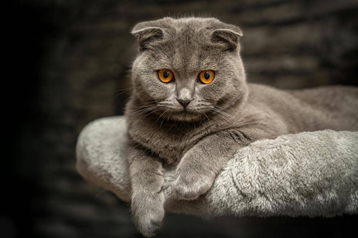 6 Ras Kucing yang Jarang Mencakar Furnitur, Pembawaanya Tenang!