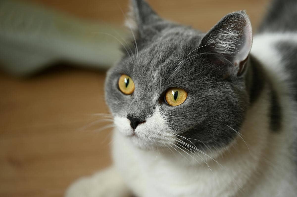 Kucing exotic shorthair