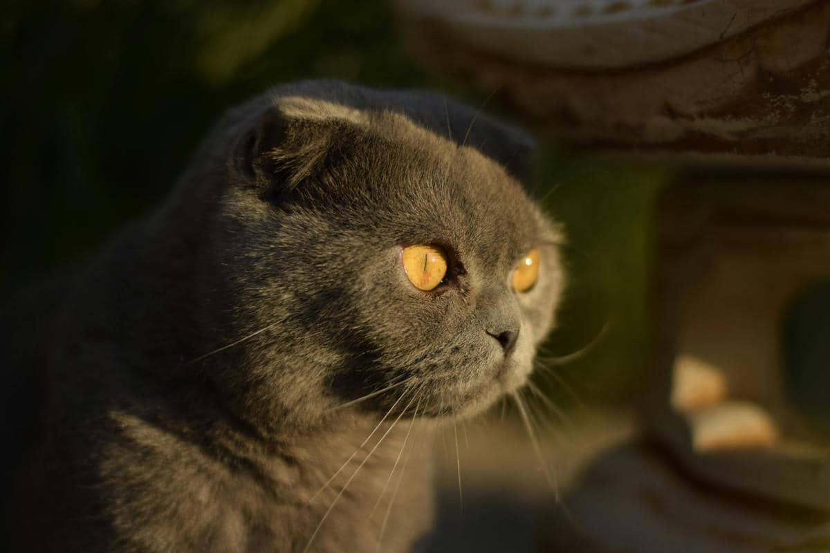 Kucing scottish fold