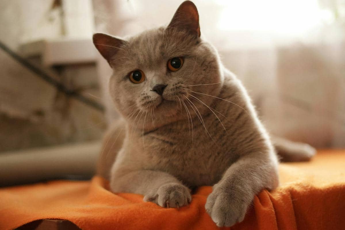 Kucing