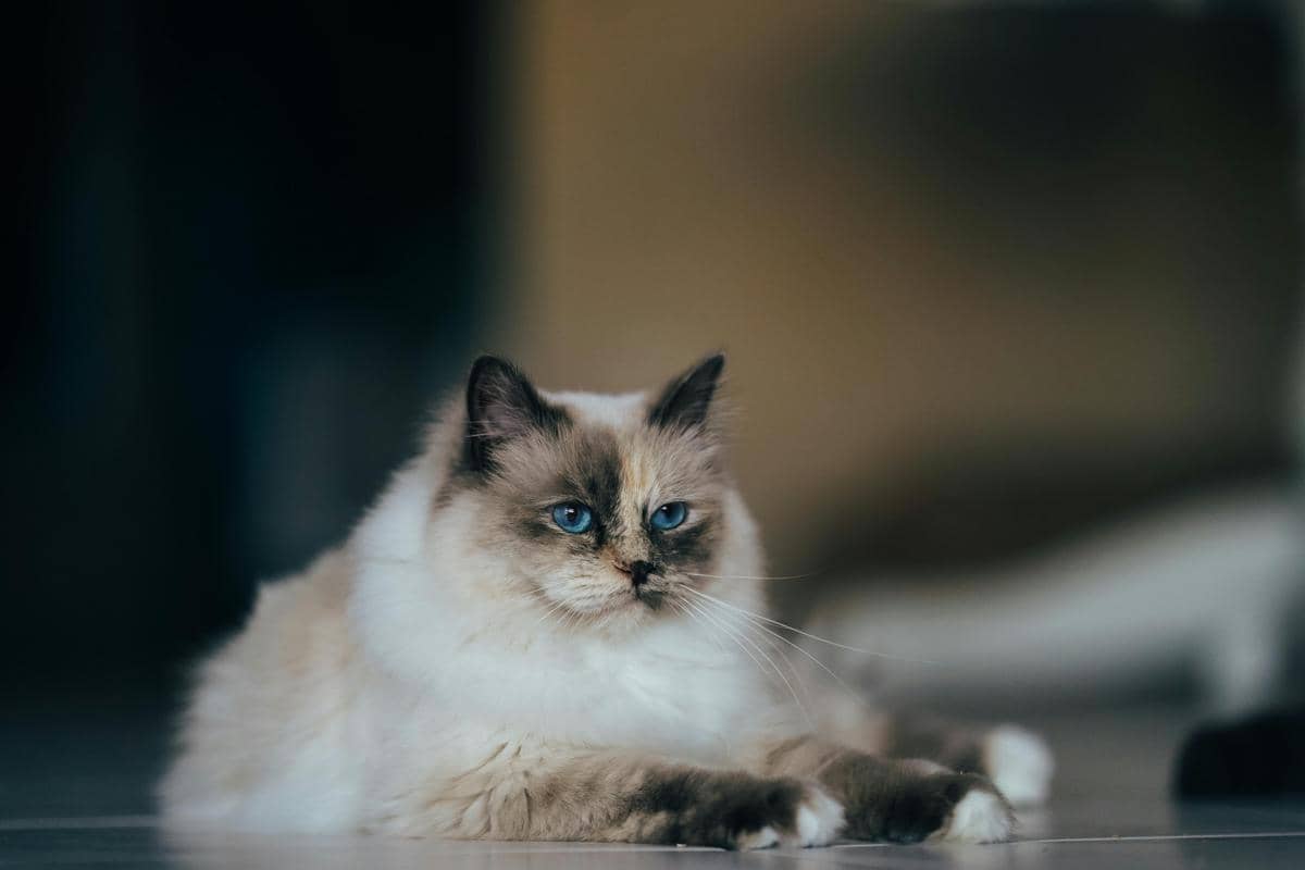 Kucing ragdoll
