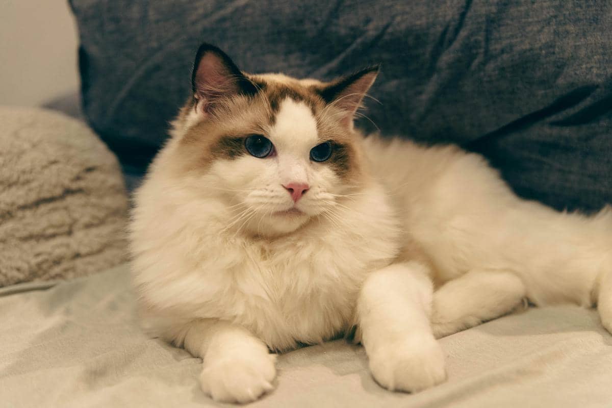 Mengapa Kucing Ragdoll Menjadi Lemas Saat Digendong?