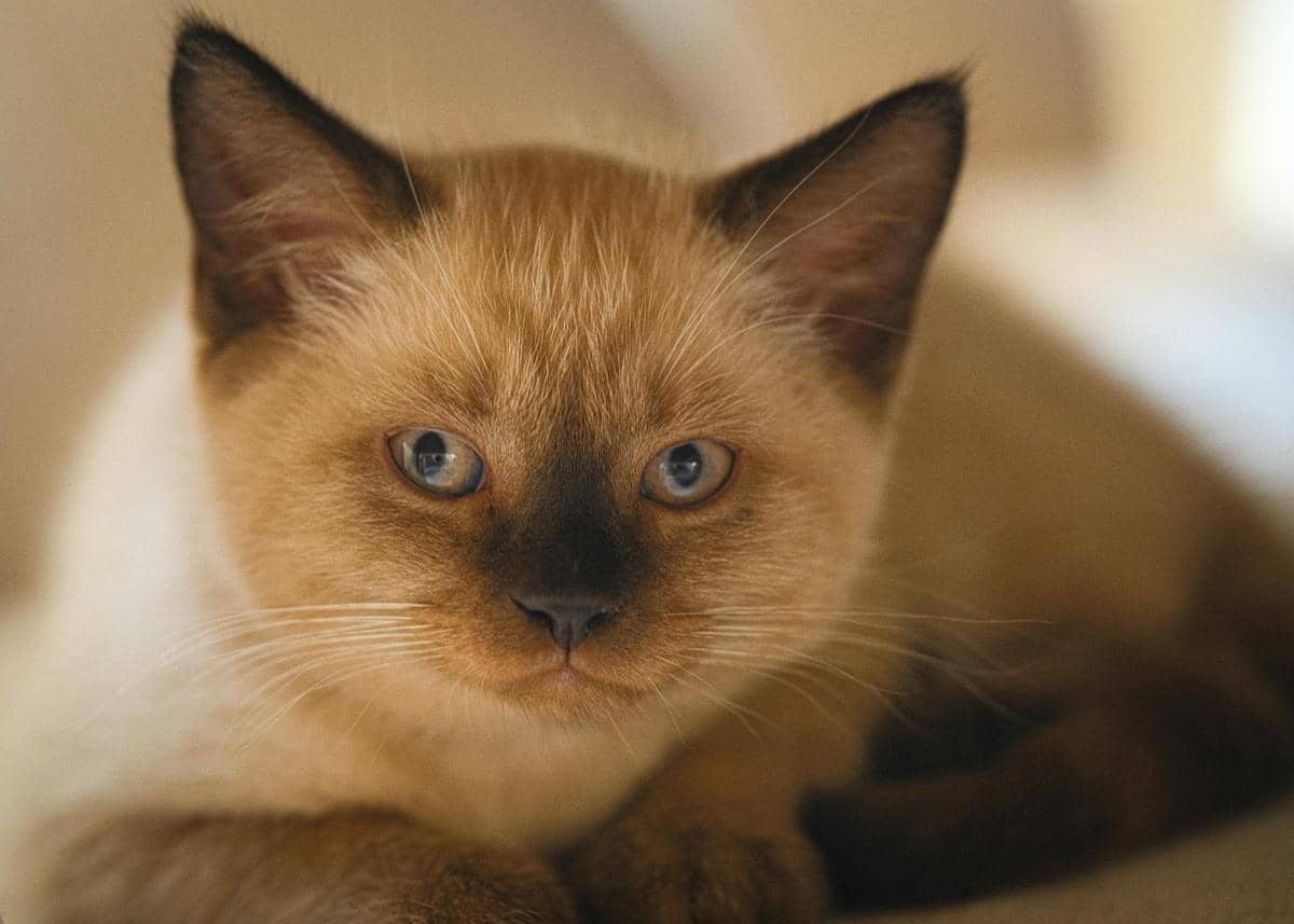 Burmese