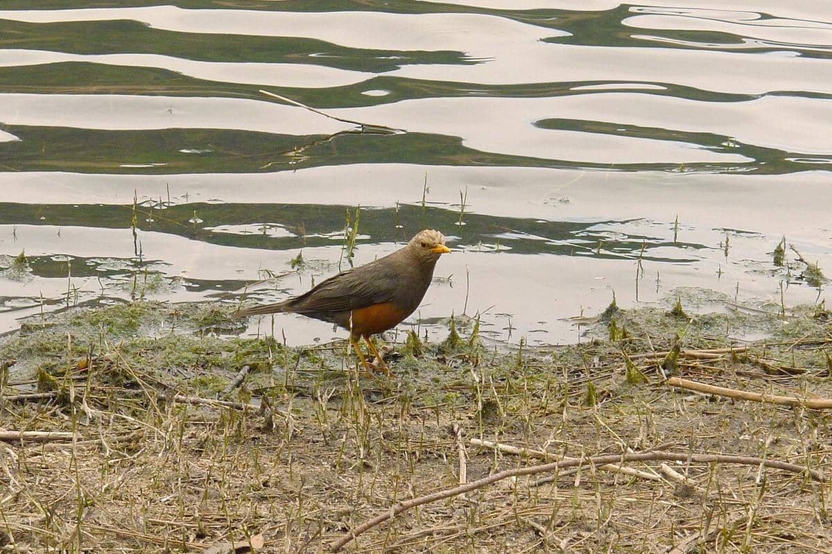 fauna di Ranu Kumbolo 