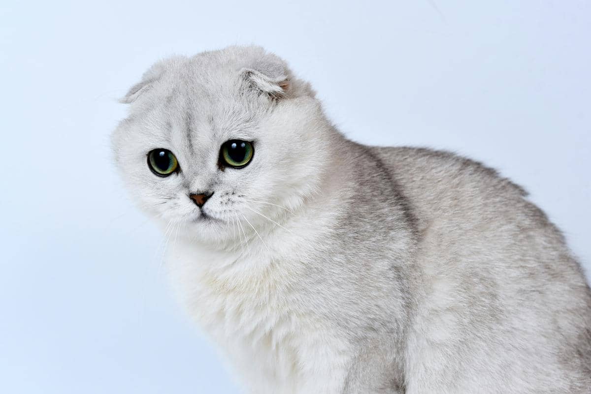 Kucing scottish fold