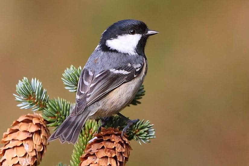 5 Fakta Unik Coal Tit, Hobi Pamer Aksi Akrobatik saat Merayu Pasangan