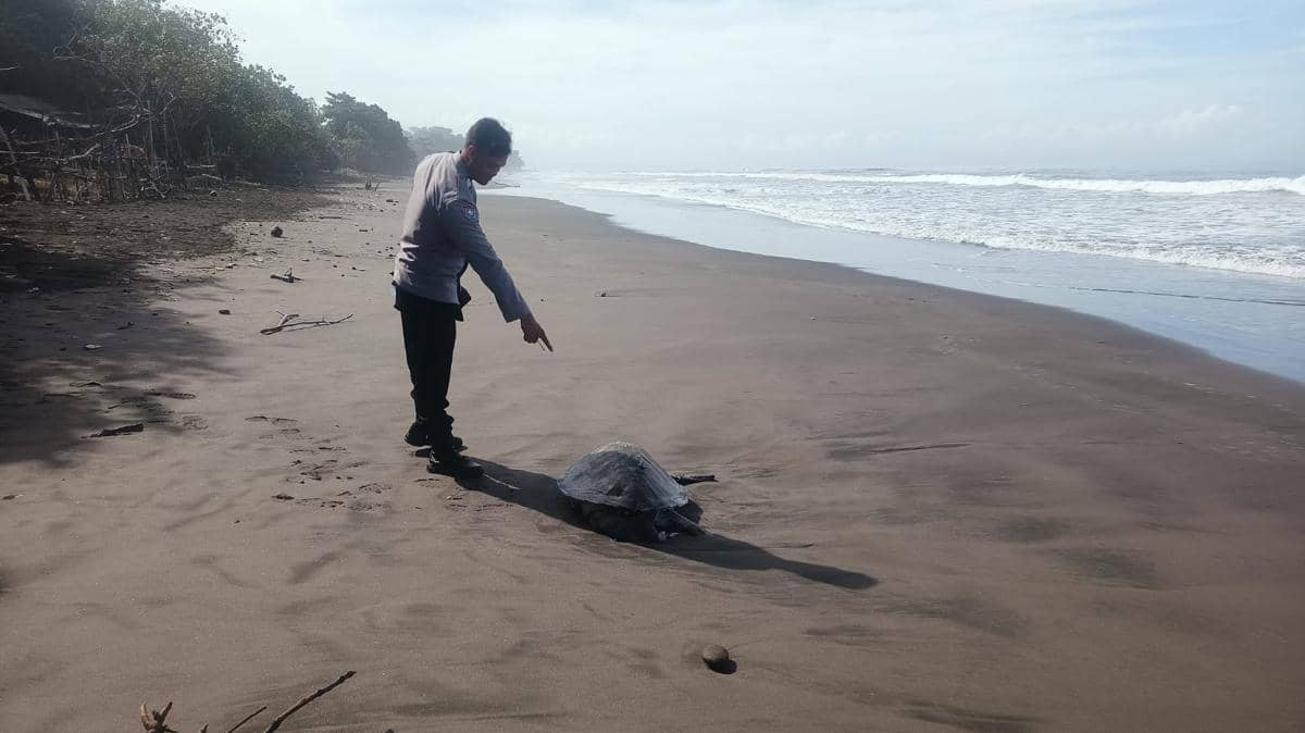 Bangkai Penyu Lekang Terdampar di Pesisir Pantai Yehembang Jembrana