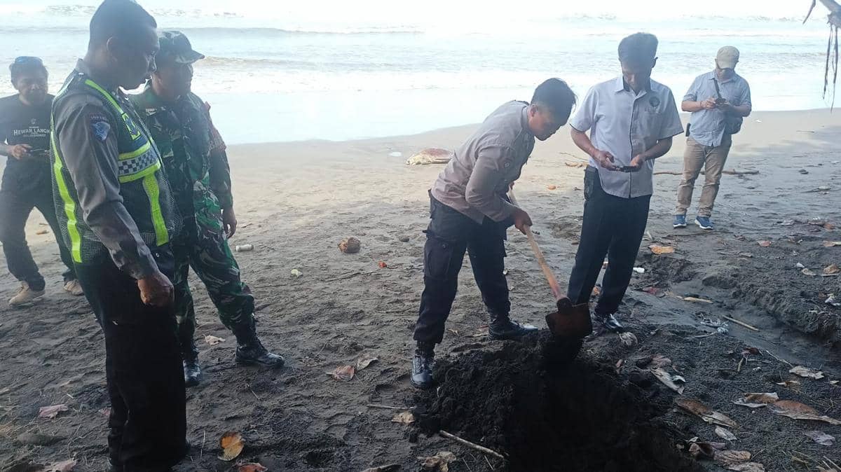 Petugas dari berbagai instansi mengubur bangkai penyu Lekang yang ditemukan terdampar di Pantai Yehembang, Jembrana, Bali.