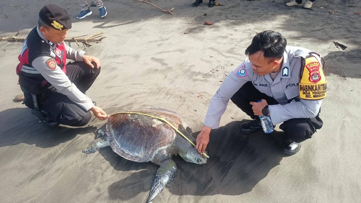 Dua petugas polisi mengukur bangkai penyu Lekang yang terdampar di tepi Pantai Yehembang, Jembrana, Bali, pada pagi hari.