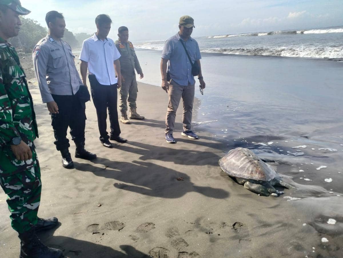Beberapa petugas berdiri di tepi Pantai Yehembang, Bali, memeriksa bangkai penyu Lekang yang terdampar di pasir dekat ombak laut.