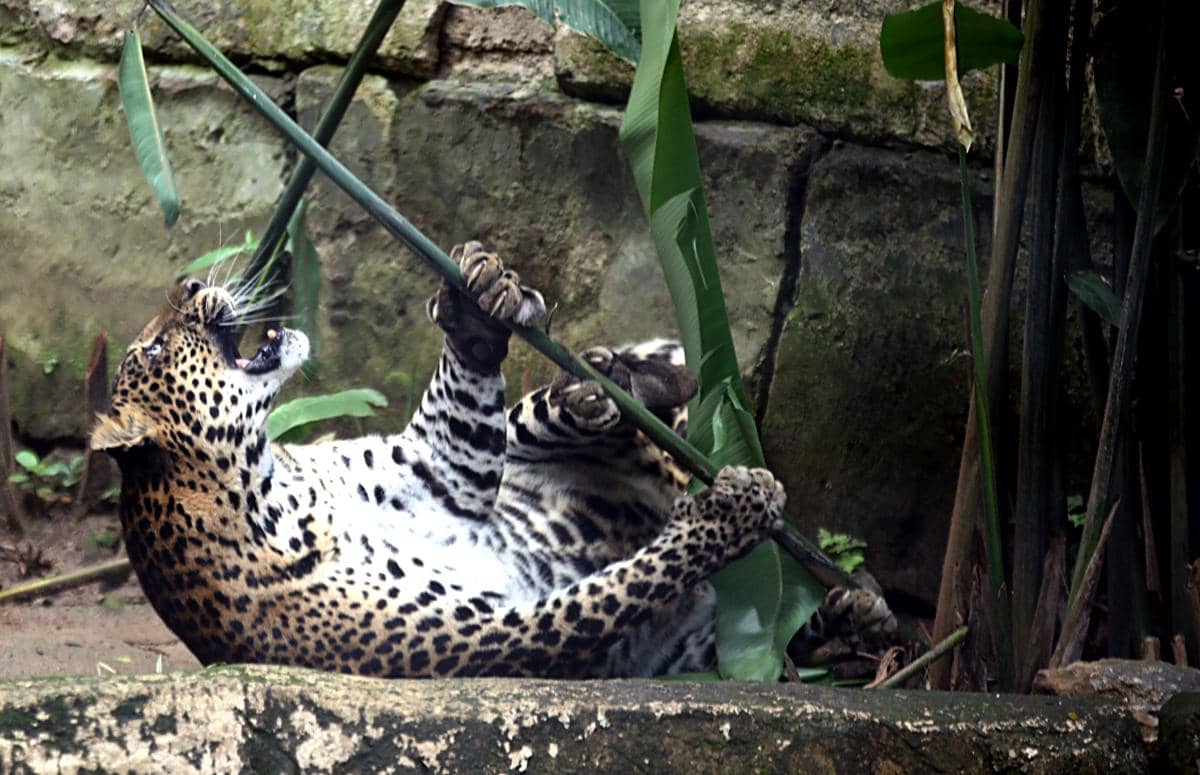 VANTARA BANDUNG ZOO 26 (1).jpg.jpeg