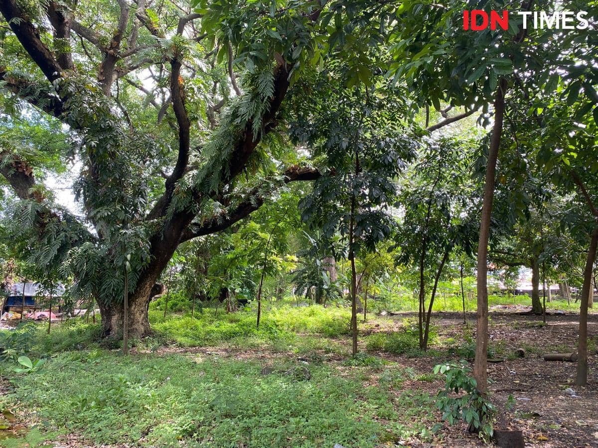 Kala Setra Berperan Penting Sumbang Ruang Terbuka Hijau di Denpasar