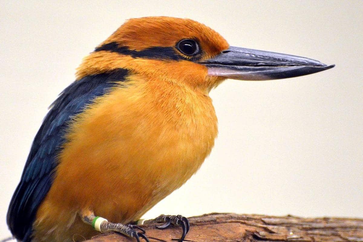 5 Fakta Burung Raja Udang Mikronesia, Kenapa Bisa Punah di Alam Liar?
