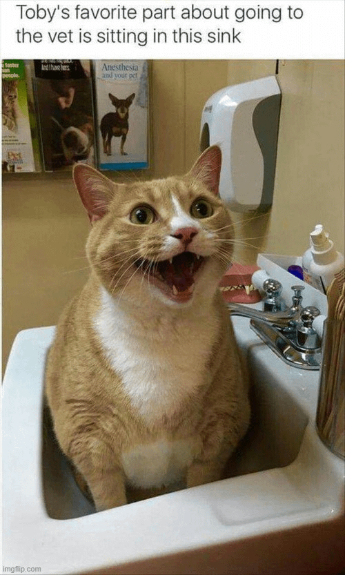 meme kucing dan wastafel