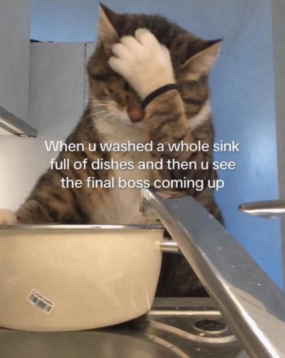 meme kucing dan wastafel