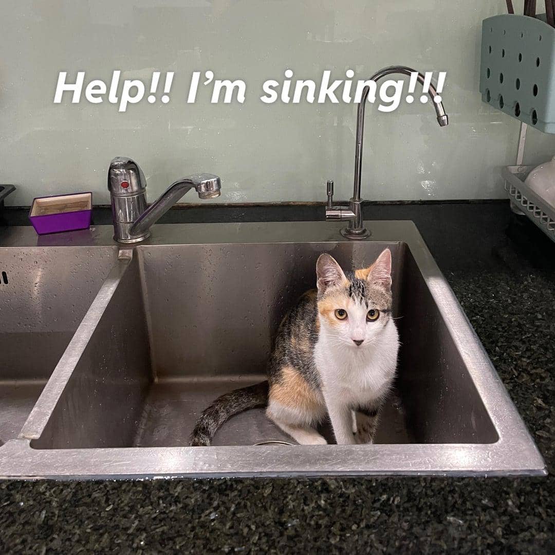 meme kucing dan wastafel