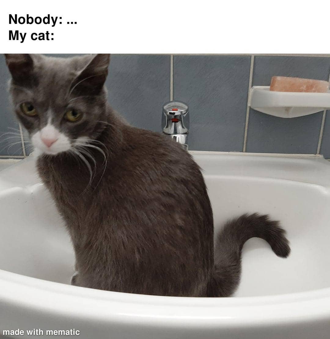 meme kucing dan wastafel