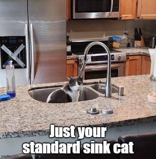 meme kucing dan wastafel
