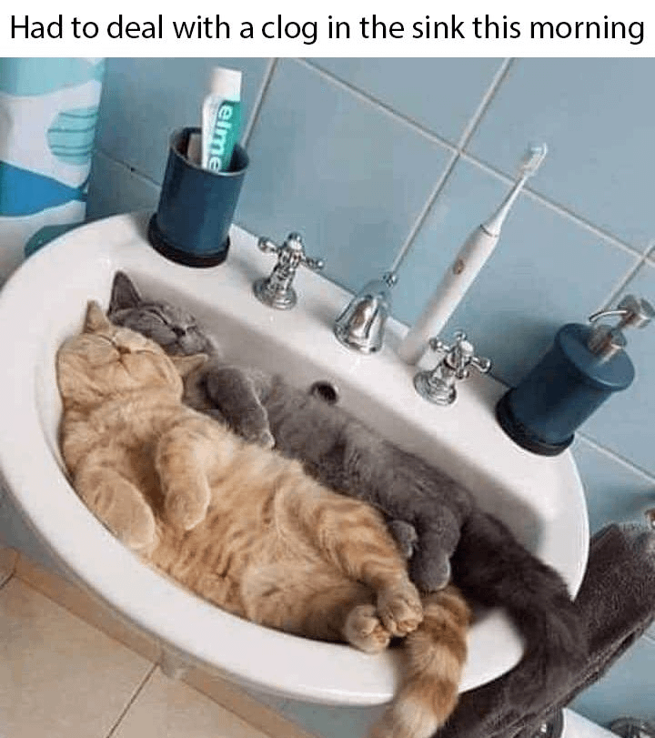 meme kucing dan wastafel