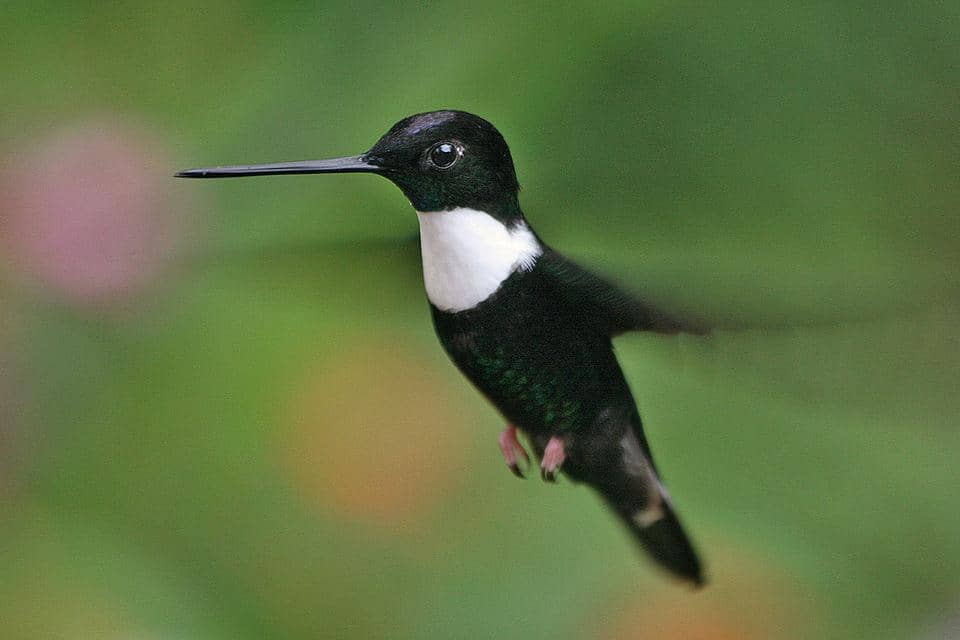 5 Fakta Unik Collared Inca, Kolibri Andes dengan Kerah Putih Khas