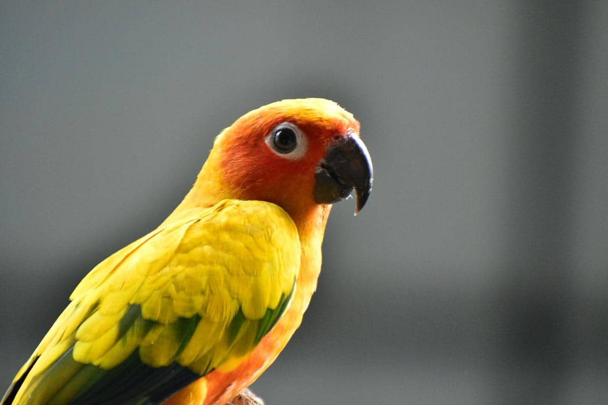 5 Fakta Unik Sun Conure, Burung Eksotis yang Terkenal Sangat Berisik