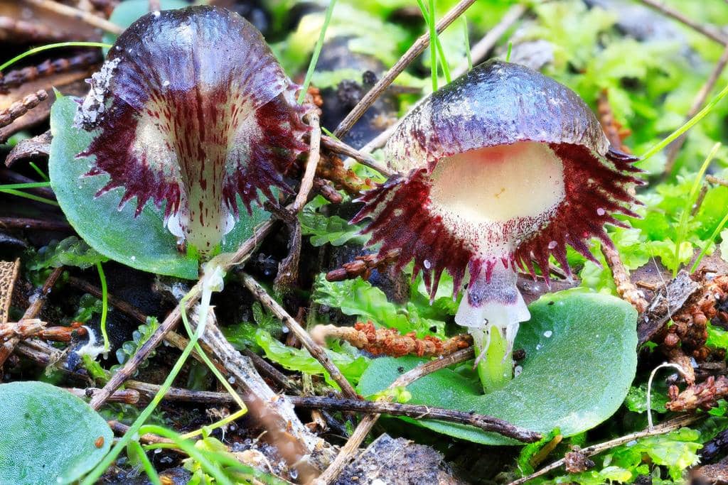 Anggrek Corybas diemenicus