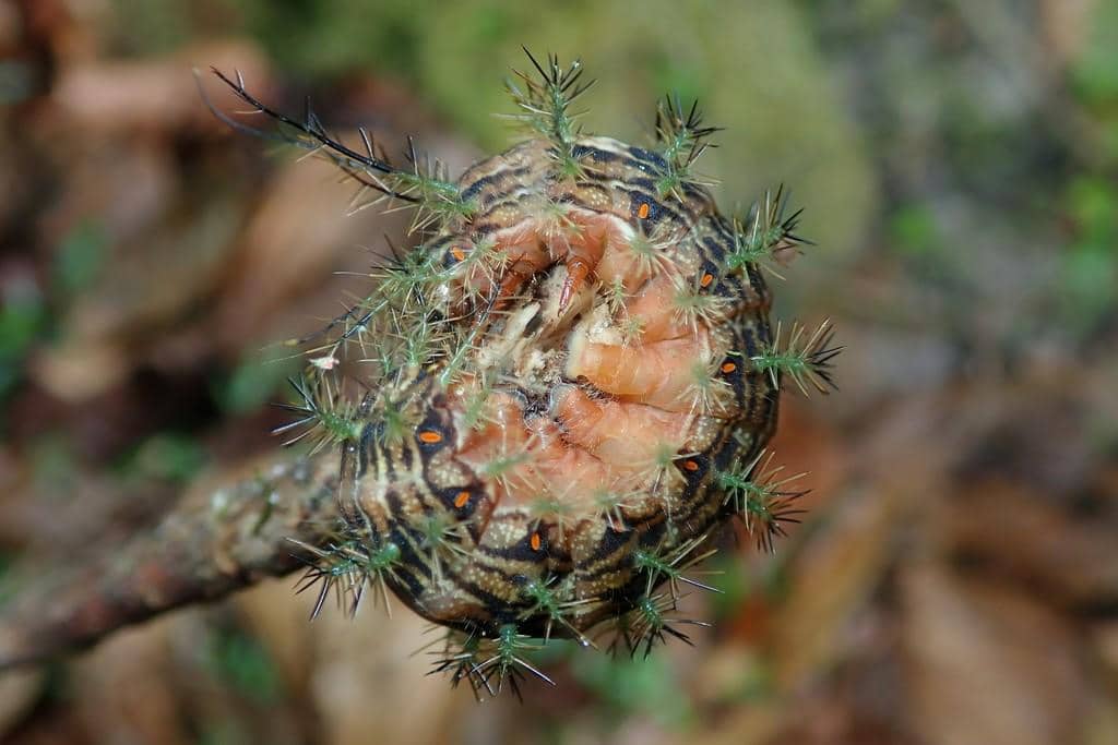 Ulat Lonomia obliqua