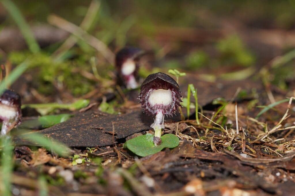 Anggrek Corybas diemenicus