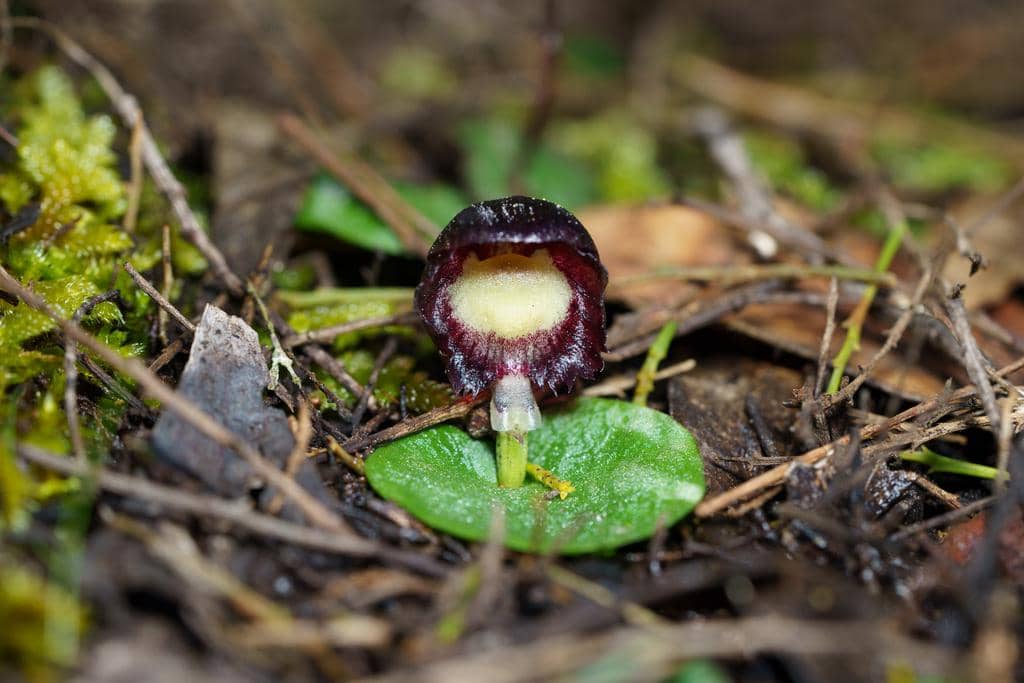 Anggrek Corybas diemenicus