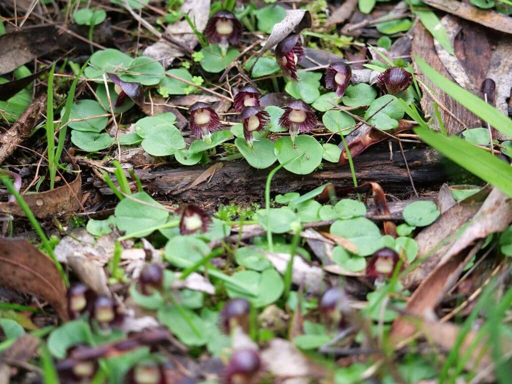 Anggrek Corybas diemenicus